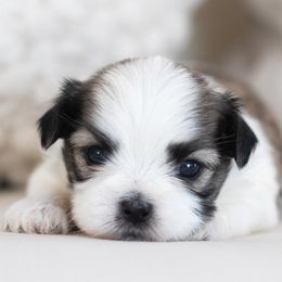 Maltipoo, Shichon, and Shihpoo Puppies from Timbercreek Puppies