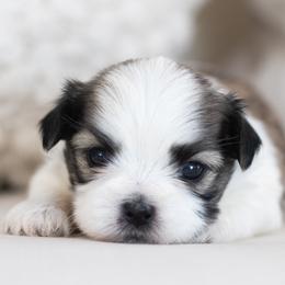 Maltipoo, Shichon, and Shihpoo Puppies from Timbercreek Puppies