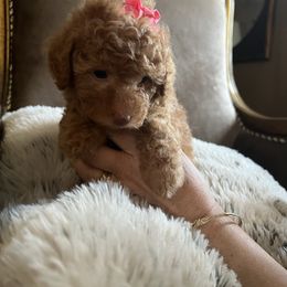 Athena - Red  female Poodle puppy in Los Banos, California from CORONA TOY POODLES