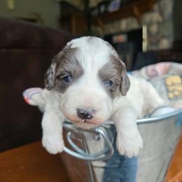 Daffodil - Merle female Bernedoodle puppy in Blackfoot, Idaho from Draper Mountain Doodles