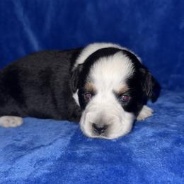 Boots - Black tri male Miniature American Shepherd puppy in Godley, Texas from Bradley Kennels