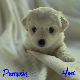 Maltipoo Puppies from Missy's Little Garden