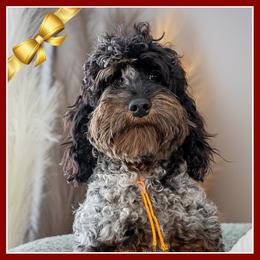 Ryder - Merle male Cockapoo puppy in Connersville, Indiana from Deaz Doodle Ranch