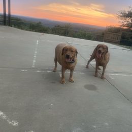 Scarlet and Rose - Yellow female Labrador Retriever puppy in Mansfield, Missouri from Leadhill Labs