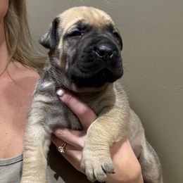 Dark Pink Collar - Fawn female Boerboel puppy in Manitowoc, Wisconsin from Mae Boerboel