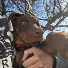 Doberman Pinscher Puppies from Von Schaaf Haus DuPree