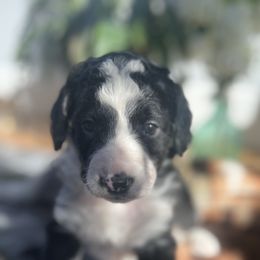 Bernedoodle Puppies from East Coast Bernedoodles