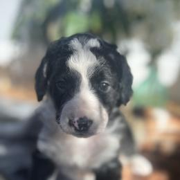 Bernedoodle Puppies from East Coast Bernedoodles