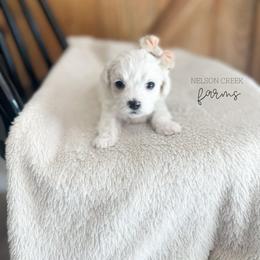 Maroon - Chloe Sullivan - White female Maltipoo puppy in Huntsville, Texas from Nelson Creek Farms
