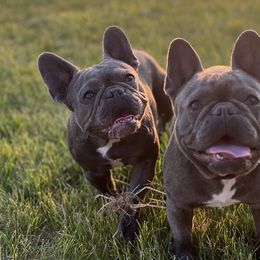 Boxers, French Bulldogs, and Goldendoodles from Rock Run Farm