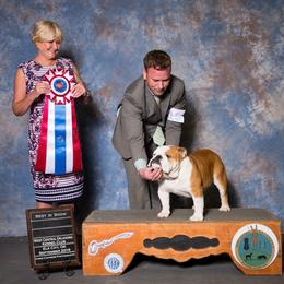 Tulsa - English Bulldog