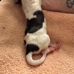 Girl 3 - Slate female Chinese Crested puppy in Auburn, Kansas from TopBrass Kennels