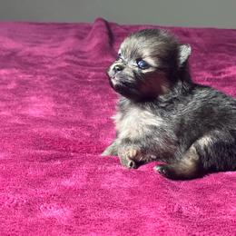 Foxy - Orange sable female Pomeranian puppy in Kansas City, Missouri from S&K Pomeranians