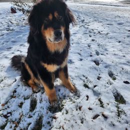 Reign - Tibetan Mastiff