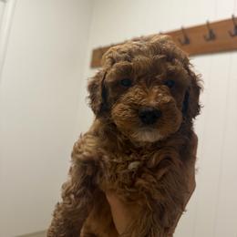 Boy 1 - Red male Labradoodle puppy in Shingle Springs, California from California Double Doodles