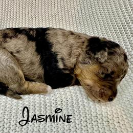 Jasmine - Blue merle female Aussiedoodle puppy in Upper Lake, California from Redwood Aussiedoodles