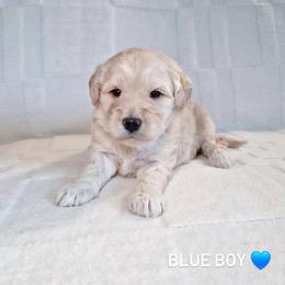 Blue Boy - Cream male Goldendoodle puppy in Rochester, New York from Sandy Creek Doodles