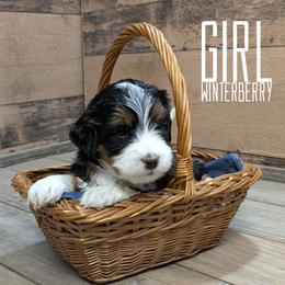 Winterberry - Tri-color female Bernedoodle puppy in Cambridge, Minnesota from Country Meadow Doodles