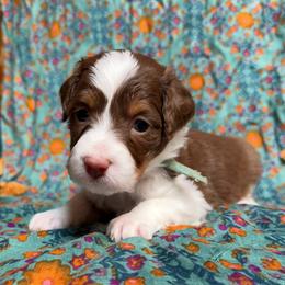 Zoey (teal) - Red tri-color female Aussiedoodle puppy in Watertown, Wisconsin from Little Bear Paws Aussiedoodles
