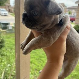 French Bulldog Puppies from Small Town Frenchies