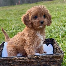 Little Poppy - Red female Cavapoo puppy in Knoxville, Tennessee from Dukes Forever Doodles