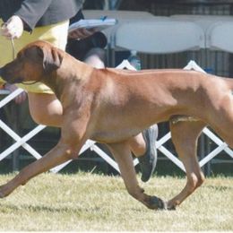 Rhodesian Ridgeback All Grown Up from Cape Ridge Rhodesian Ridgebacks