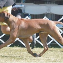 Rhodesian Ridgeback All Grown Up from Cape Ridge Rhodesian Ridgebacks