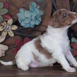 Girl 4 - female Aussiedoodle puppy in Lawton, Oklahoma from Lindsey’s Aussies