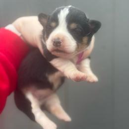 Dahlia (fluffy) - Black and tan female American Corgi puppy in East Oakdale, California from Rhettro Kennels
