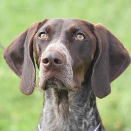 Harley - German Shorthaired Pointer