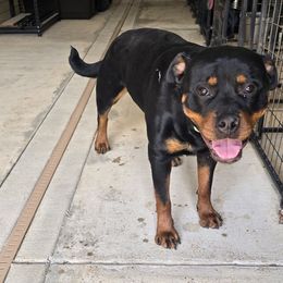 Reyna HAUS OF RZA - Black and tan female Rottweiler puppy in San Antonio, Texas from HAUS OF RZA