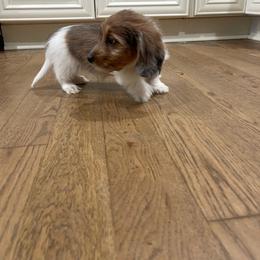 Jax - Dapple male Dachshund puppy in Gainesville, Georgia from Emory Farms