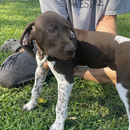 Boy 2 - Liver and white German Shorthaired Pointer puppy in Ellsworth, Minnesota from Zitzloff’s Pointers