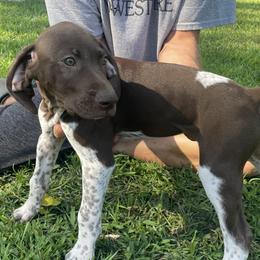 Boy 2 - Liver and white German Shorthaired Pointer puppy in Ellsworth, Minnesota from Zitzloff’s Pointers