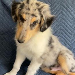 Jerome - Blue merle male Collie puppy in Yukon, Oklahoma from ColliesOklahoma