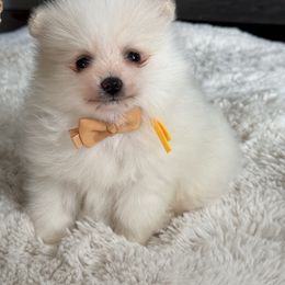 Boy 1 - Cream parti male Pomeranian puppy in Meridian, Idaho from Idaho_poms