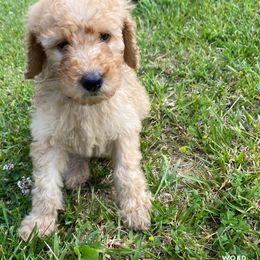 Goldendoodle Puppies from Bear Ridge Doodles