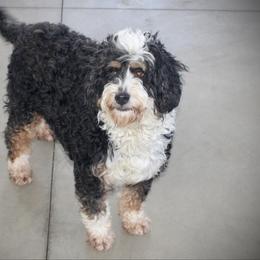 Lola - Bernedoodle