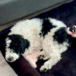 Princess (Royal) - Black and white female Aussiedoodle puppy in Waelder, Texas from Aussiedoodles of Austin