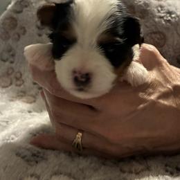 Biewer Terrier Puppies from Moonshadow Biewer Terriers