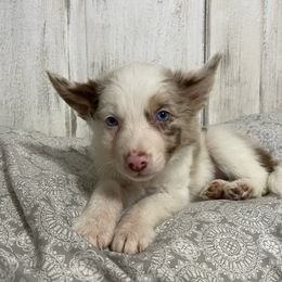 Rylan - Red merle female Border Collie puppy in Guffey, Colorado from Sunset Ridge