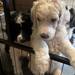 Australian Cattle Dog and Poodle Puppies from Hernwood Heelers & Poodles