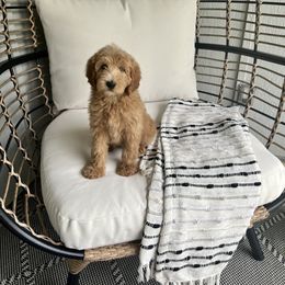 Goldendoodle and Poodle Puppies from Dream Catcher Goldendoodles