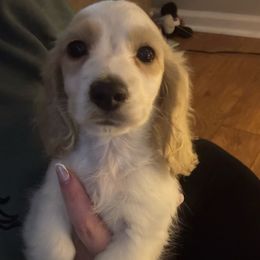 Theodore - Piebald male Dachshund puppy in Blackstone, Virginia from White Oak Kennels