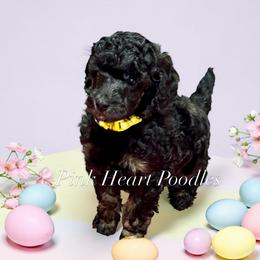 Yellow - Phantom female Poodle puppy in Simms, Texas from Donna’s Aussies & Pink Heart Poodles
