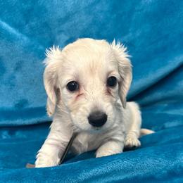 Marshmallow - Cream male Dachshund puppy in Memphis, Tennessee from River City Doxies