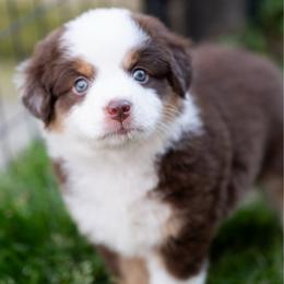 Pumpkin pie - Red tri-color female Miniature American Shepherd puppy in Groesbeck, Texas from Epic Miniature American Shepherds