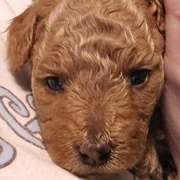 Bailey - Sable female Aussiedoodle puppy in Windom, Texas from Wild Farm Puppies