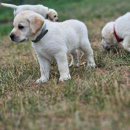 Gray- yellow male - Yellow male Labrador Retriever puppy in Lititz, Pennsylvania from R&M Labrador Retriever Puppies