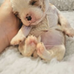 Cavalier King Charles Spaniel and Old Time Scotch Collie Puppies from Pleasant Meadows